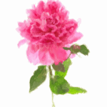 Watercolor Peony Spring Printable