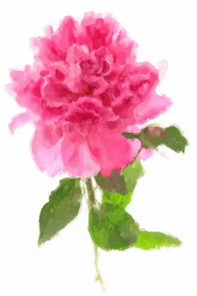 Watercolor Peony Spring Printable