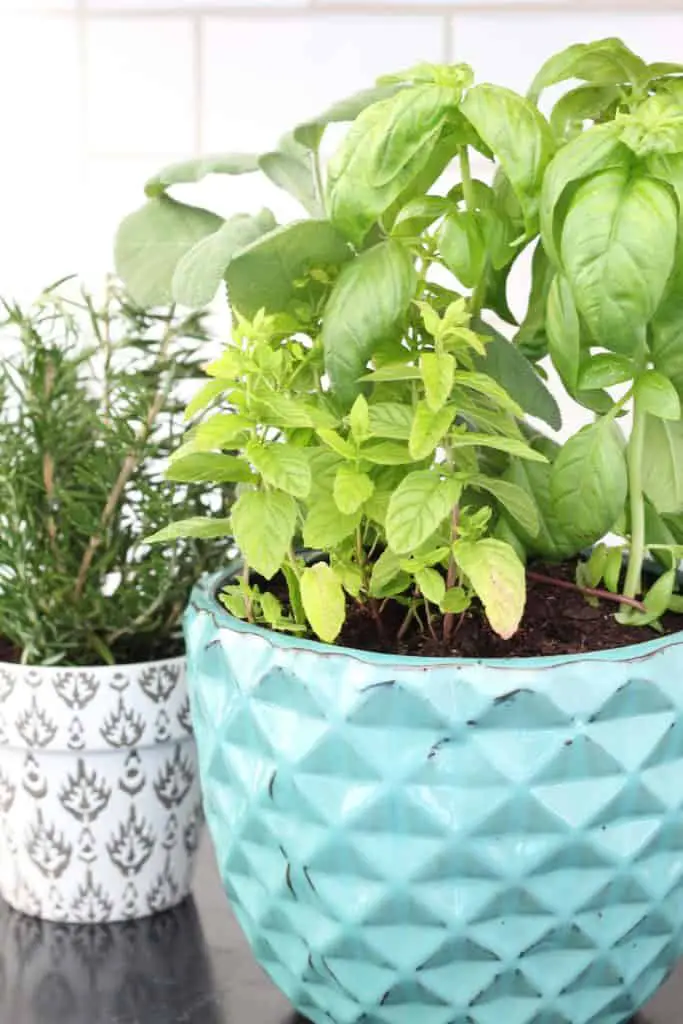 tips for a kitchen herb garden 