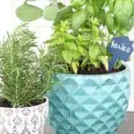 Tips For A Kitchen Herb Garden