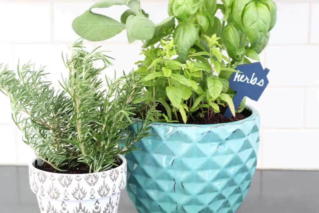 tips for a kitchen herb garden 