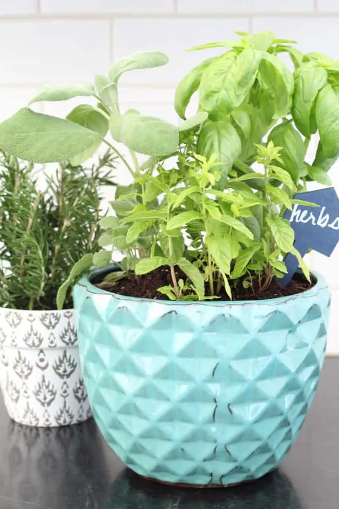 tips for a kitchen herb garden 