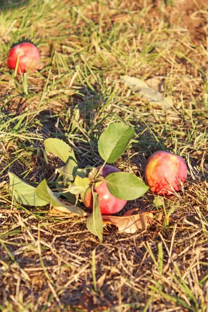 apples on ground