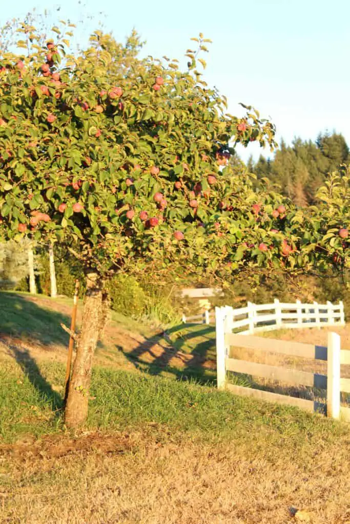 apple trees with white fence