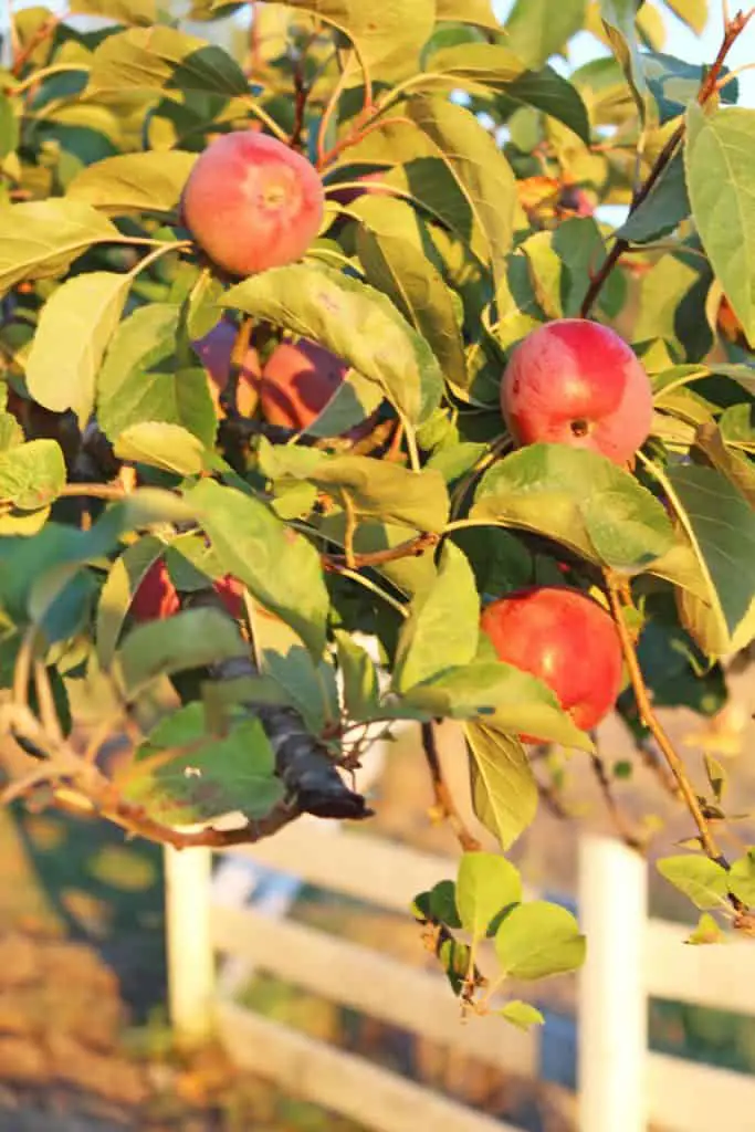 fall apple tree