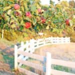 How to Plan A Day Apple Picking + An Apple Tart Recipe