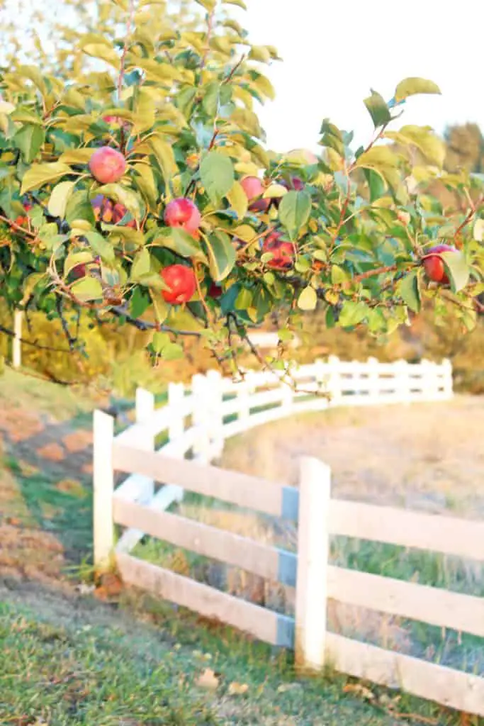 apple trees with white fence