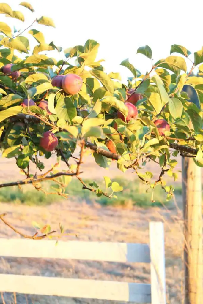 apple tree 