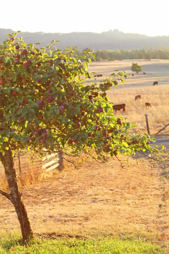 apple tree with cows in pasture