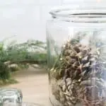 DIY Pinecone & Fairy Light Jar