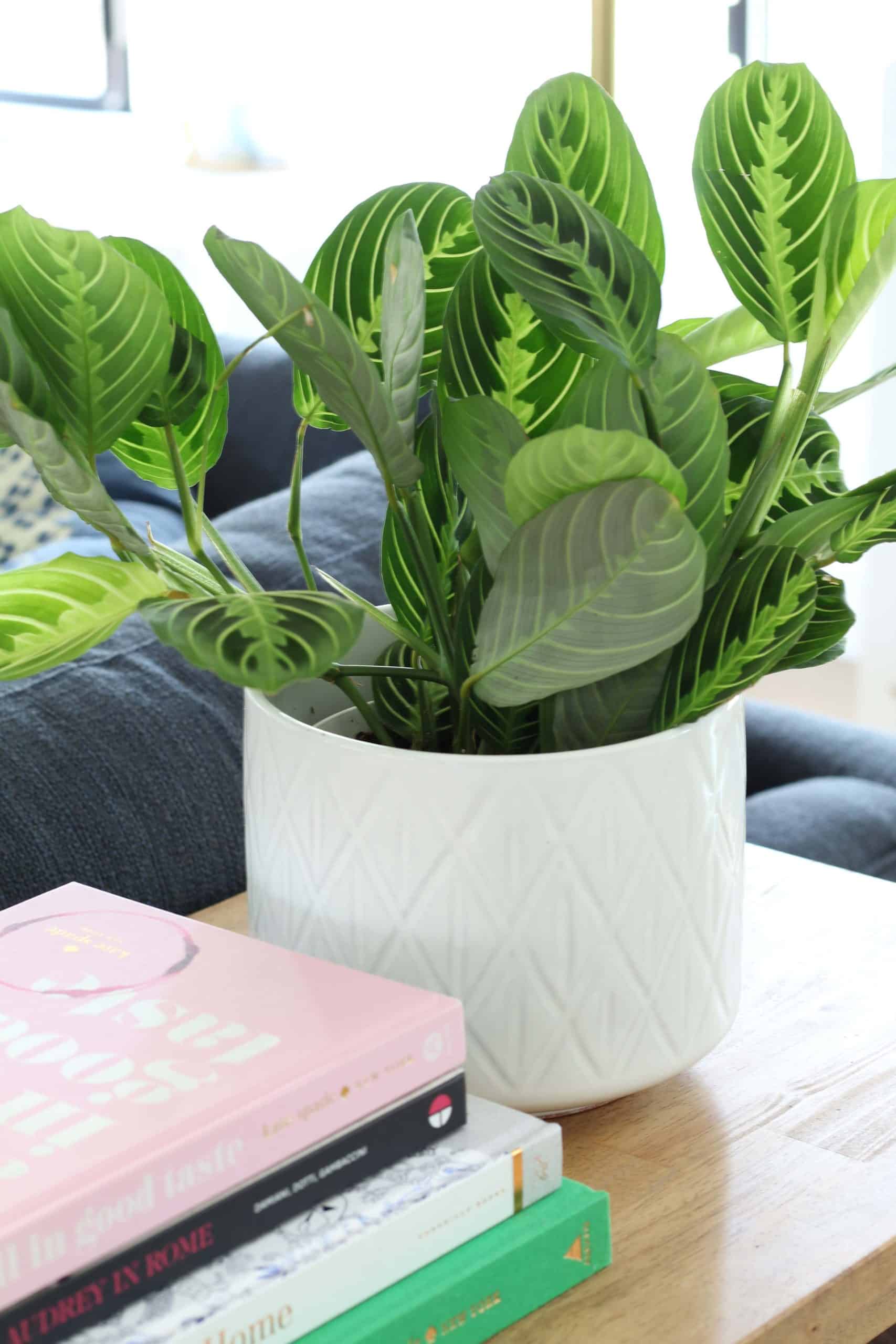 prayer plant in modern ceramic pot, navy blue sofa