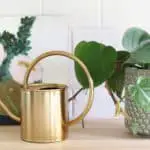 My Favorite Ways To Decorate With Plants